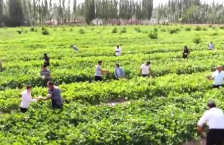 新疆伽师县：伽师瓜种出甜蜜产业