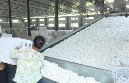 重庆黔江：夏茧质升价涨 蚕农丰产又丰收