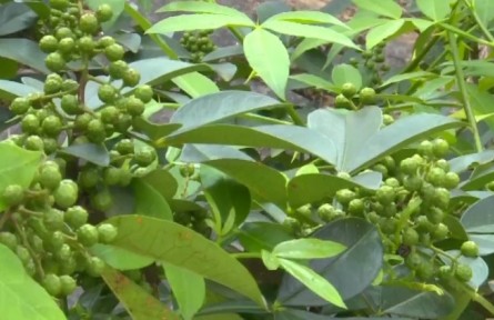 贵州铜仁：花椒种植绿青山 椒香四溢添效益