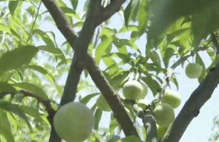 云南：科技赋能 云果变金果