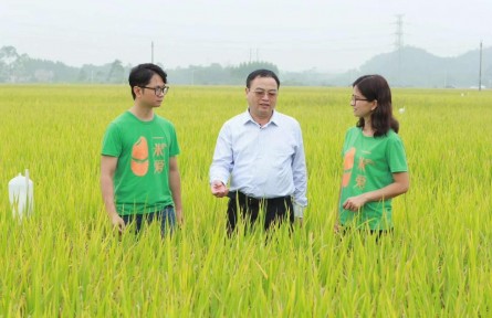 唐湘如：让国产香米成增收利器