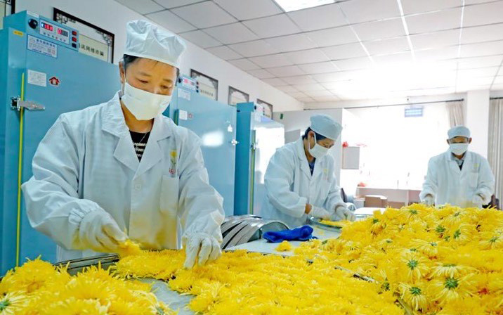 他用一朵菊花富了浙江宁波这个村 村民收入是打工的四五倍