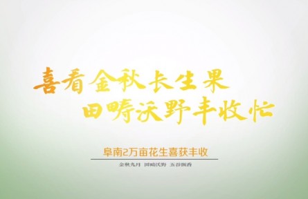 安徽阜南：两万亩花生喜获丰收
