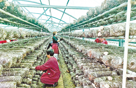 河南遂平花庄镇：香菇飘香迎丰收