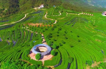 四川万源：加快现代农业园区建设 提升茶叶“含金量”