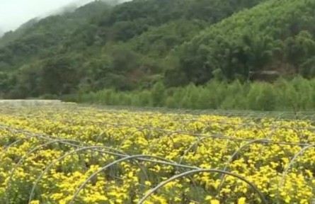 特色产业助推云南普洱乡村振兴