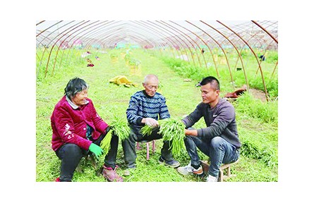 安徽阜阳口孜镇：“小芦蒿”带动乡村大产业