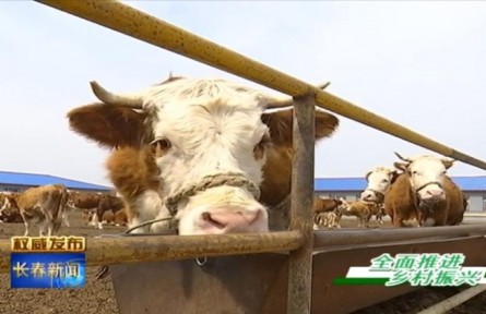 吉林：实施“秸秆变肉”工程 做大做强肉牛产业
