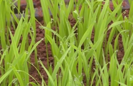 江西瑞昌：建成12个水稻育秧中心 助力粮食增产增收
