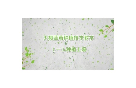 大棚蓝莓种植技术教学
