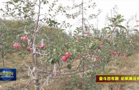 陕西延安：苹果迎丰收 果农销售忙