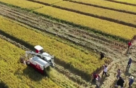 广东：晚稻收割基本完成 多措并举保障粮食安全