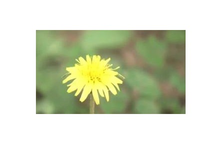 夏末秋初花粉过敏高发 谁是罪魁祸首？