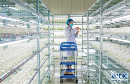 内蒙古乌兰察布：马铃薯种薯繁育忙