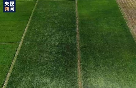 中国农业科学院发布2030年“强种科技行动”目标