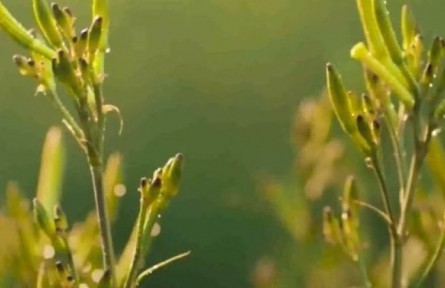 山西大同：小黄花的故事