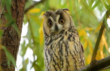 北京多举措保护生物多样性：为300万只候鸟过冬保驾护航