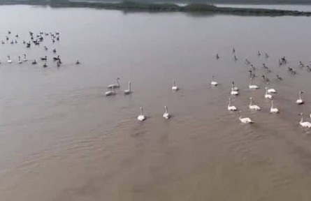 江西：60多万只越冬候鸟飞抵鄱阳湖