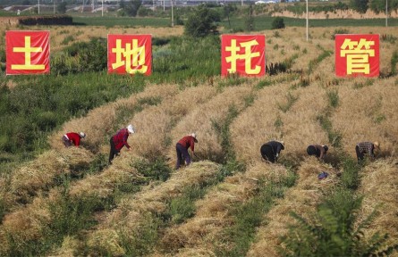 山西高平：农业生产大托管 降本增效促振兴