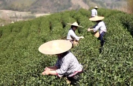 浙江安吉县黄杜村：白茶佳话