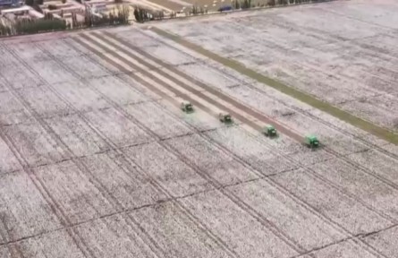 新疆棉花再获丰收 机采率将破80%