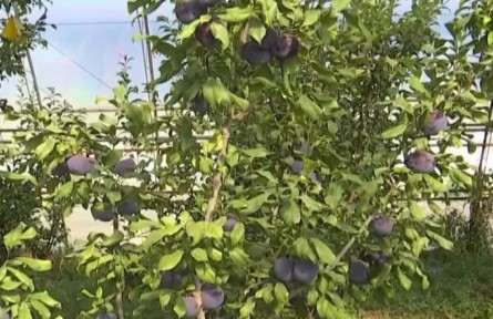 甘肃酒泉：人勤冬不闲 温室增收忙