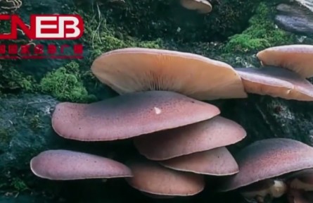 采摘蘑菇时的安全注意事项