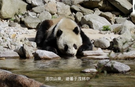 陕西佛坪国家级自然保护区：秦岭王冠上的明珠