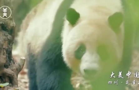 大美中国：四川·瓦屋山