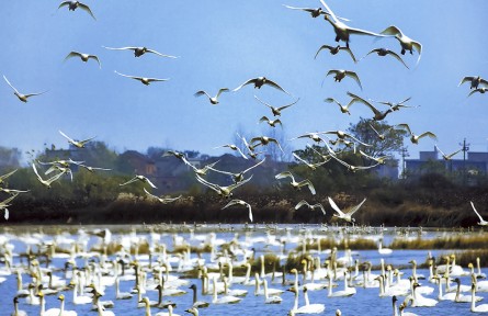 江西九江：东湖湿地 候鸟乐园