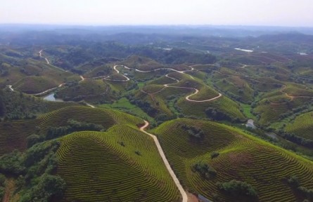 江西万安：“林长+”加出“金山银山”