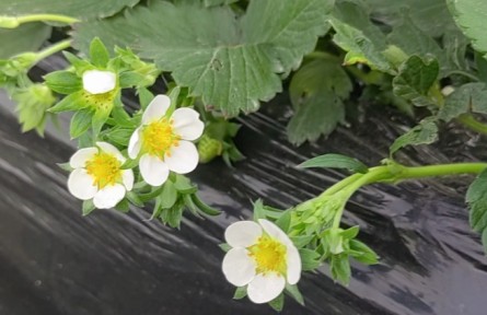 草莓开花期养护要点