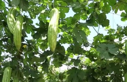 海南：冬季瓜菜陆续上市 出岛产量达45万吨