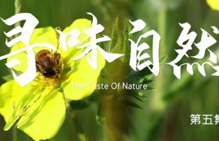 美丽中国·The Great Beauty of China: The Taste of Nature