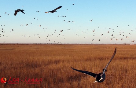 生态友好·Spectacular gathering of birds seen at Baiyangdian Lake in Xiongan New Area