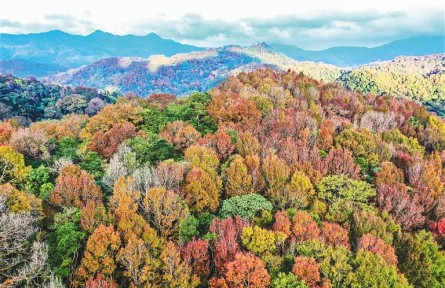 海南五指山市发布7条赏红叶旅游路线 山城邀您共赴赏枫之旅