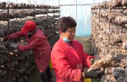 河南漯河：劳模合力团 凝力聚才助推乡村振兴