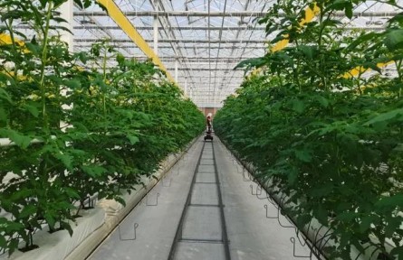 加快推进设施种植机械化，山东这样干