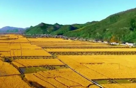 辽宁桓仁：抓品质强品牌 桓仁大米香飘全国