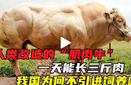 人类改造的“肌肉牛”  一天能长三斤肉