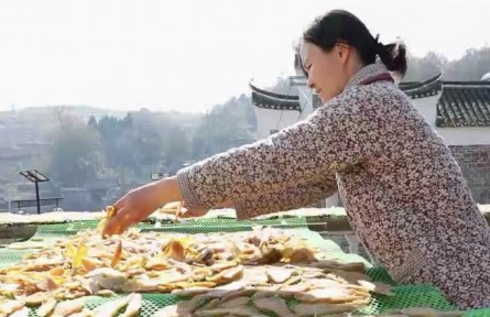 湖南宁远小桃源村：古村落打造新品牌 小红薯培育大产业