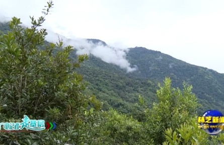 西藏墨脱县江新村：热带水果种植让庭院“方寸地”变增收“聚宝盆”