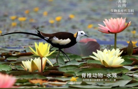 物种故事 | 水雉：雌鸟“开疆扩土” 雄鸟孵卵喂食