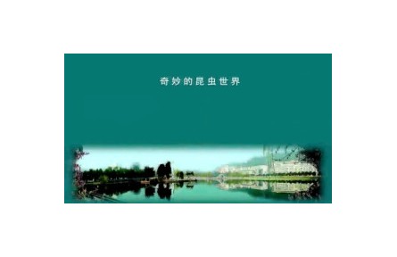 《奇妙的昆虫世界》系列视频课程