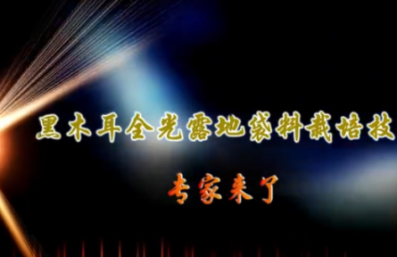 黑木耳全光露地袋料栽培技术