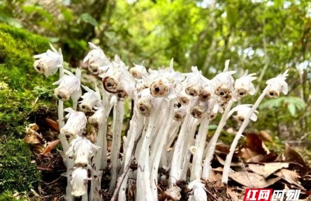 物种故事 | 水晶兰：晶莹洁白的我喜欢生长在人迹罕至的地方