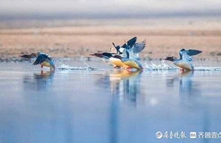 “鸟类活化石”中华秋沙鸭新年现身山东郯城