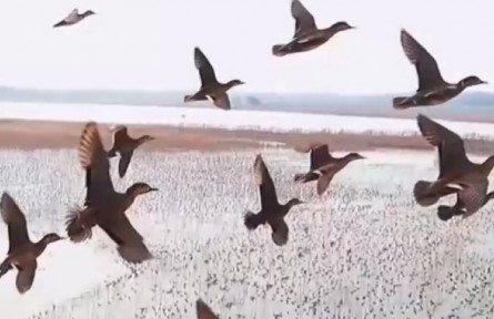 我国确定生物多样性保护目标​