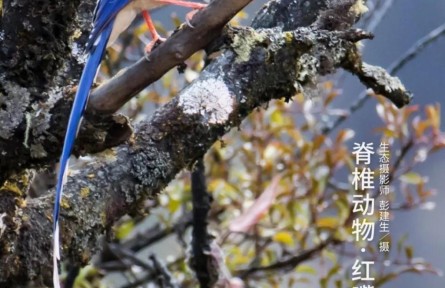 物种故事 | 红嘴蓝鹊：你的好奇，可能会害得我“抛妻弃子”
