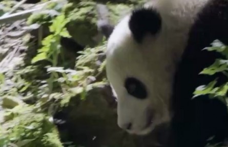 大熊猫圆头圆脑 爬树却是一把好手